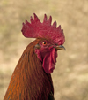 Cockerel by Hayley Pearson